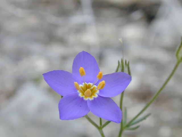 Giliastrum rigidulum (Bluebowls) #13238