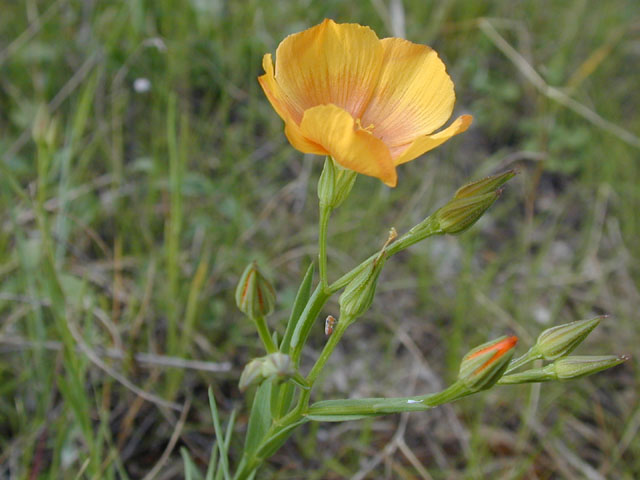 Linum berlandieri var. berlandieri (Berlandier's yellow flax) #13240