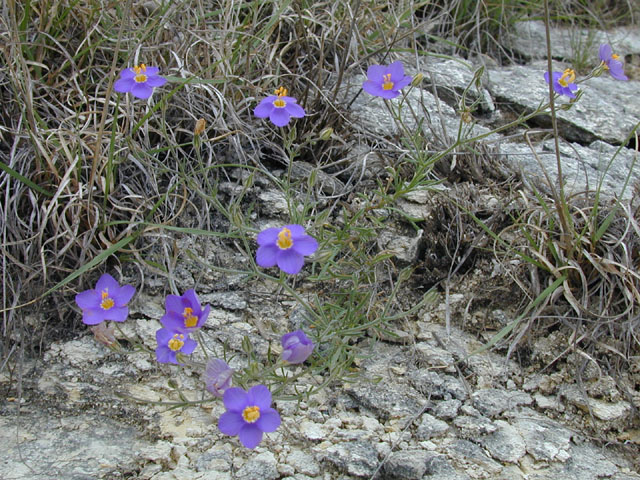 Giliastrum rigidulum (Bluebowls) #13241