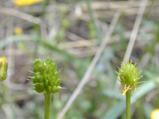 Ranunculus macranthus (Large buttercup) #13258