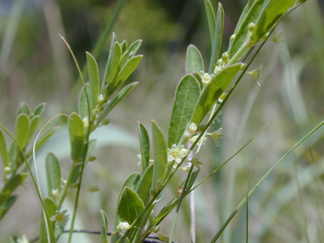 Phyllanthus polygonoides (Smartweed leaf-flower) #13259