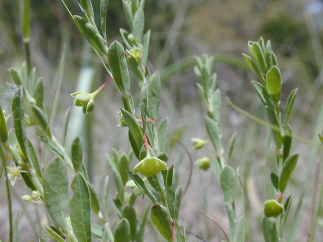 Phyllanthus polygonoides (Smartweed leaf-flower) #13260