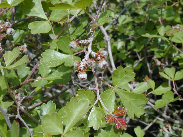 Rhus aromatica (Fragrant sumac) #13267