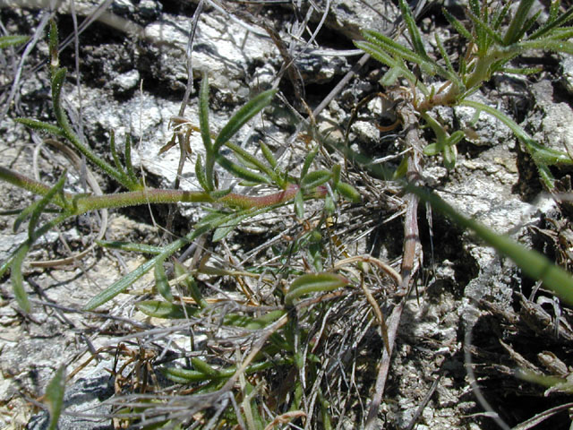 Giliastrum rigidulum (Bluebowls) #13271