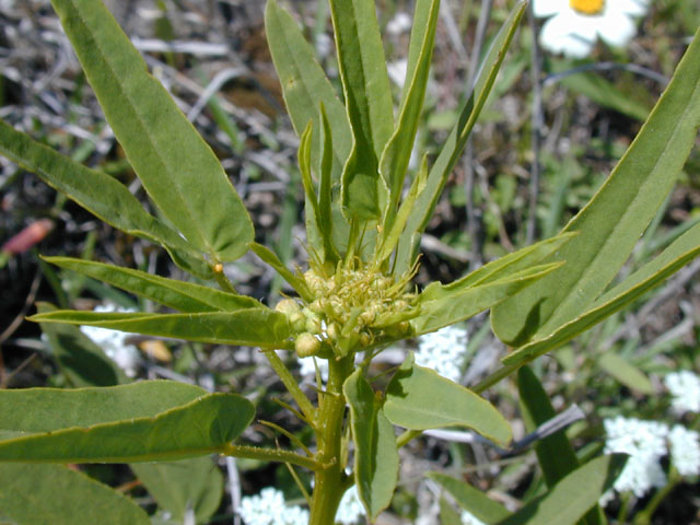 Senna roemeriana (Twoleaf senna) #13278