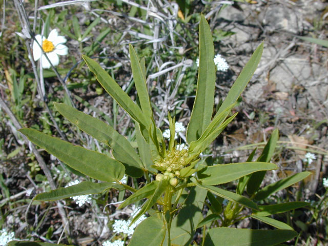 Senna roemeriana (Twoleaf senna) #13279