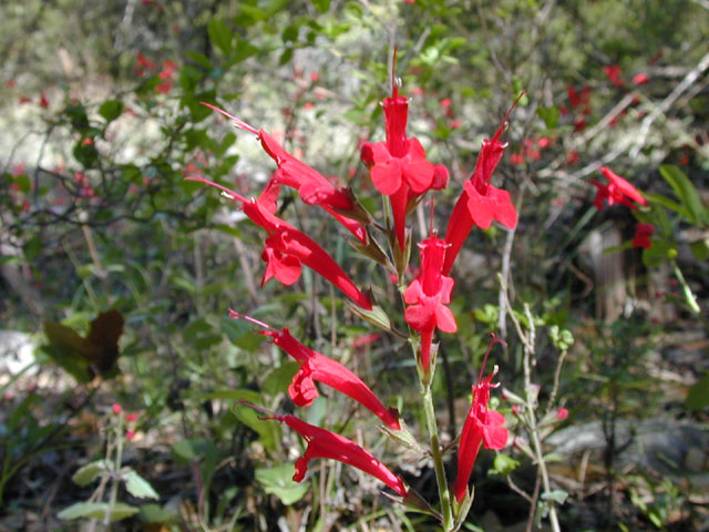 Salvia roemeriana (Cedar sage) #13290