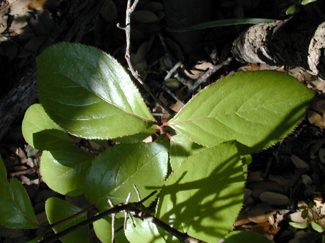 Rhamnus lanceolata ssp. glabrata (Lanceleaf buckthorn) #13292