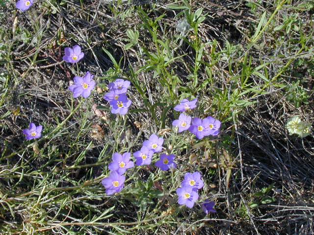 Giliastrum rigidulum (Bluebowls) #13293