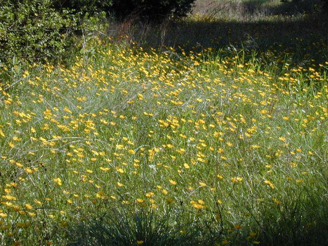 Ranunculus macranthus (Large buttercup) #13294