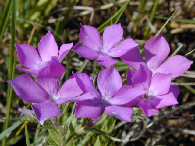 Phlox cuspidata (Pointed phlox) #13298