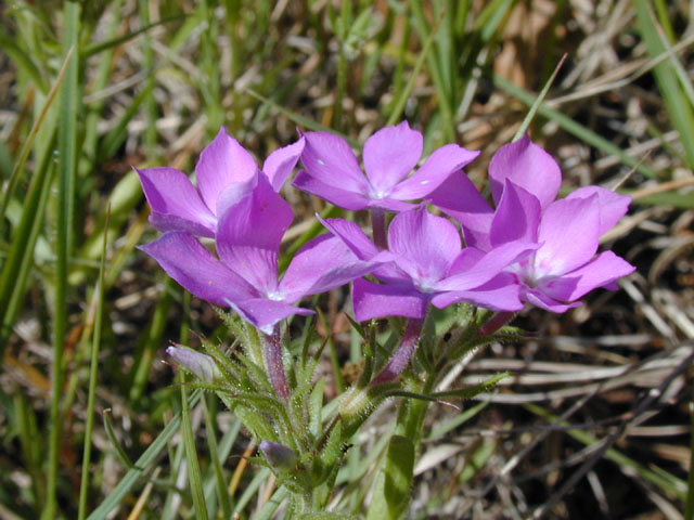 Phlox cuspidata (Pointed phlox) #13299