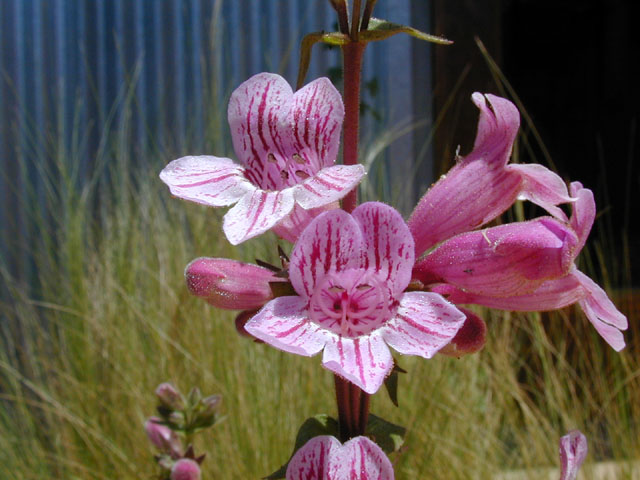 Penstemon cobaea (Prairie penstemon) #13309