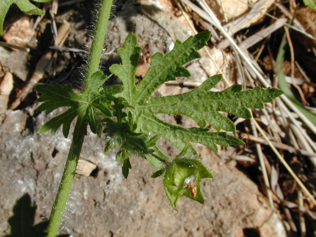 Modiola caroliniana (Carolina bristlemallow) #13314