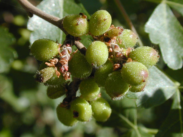 Rhus aromatica (Fragrant sumac) #13321