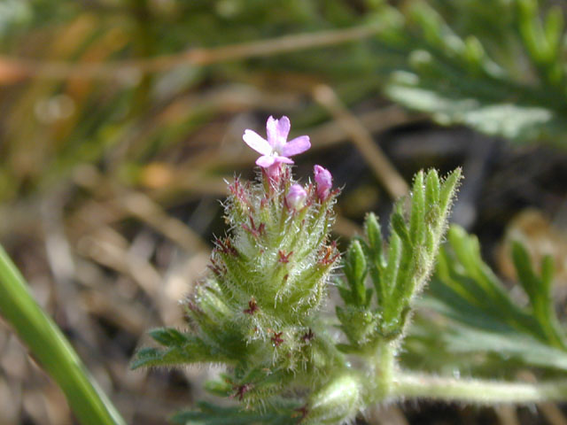 Glandularia pumila (Dwarf vervain) #13331