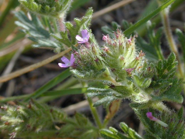 Glandularia pumila (Dwarf vervain) #13332