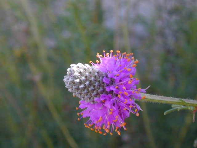 Dalea compacta var. pubescens (Compact prairie clover) #13412