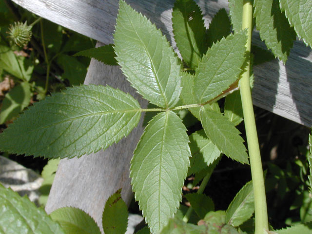 Rosa setigera (Climbing prairie rose) #13428