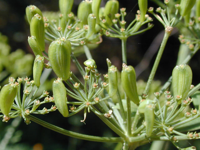 Polytaenia texana (Texas prairie parsley) #13433