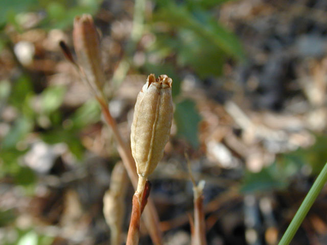 Nemastylis geminiflora (Prairie celestials) #13457