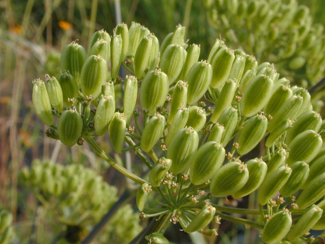 Polytaenia texana (Texas prairie parsley) #13501