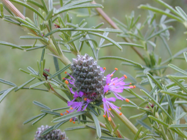 Dalea compacta var. pubescens (Compact prairie clover) #13586