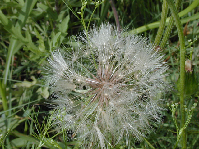 Pyrrhopappus pauciflorus (Smallflower desert-chicory) #13647