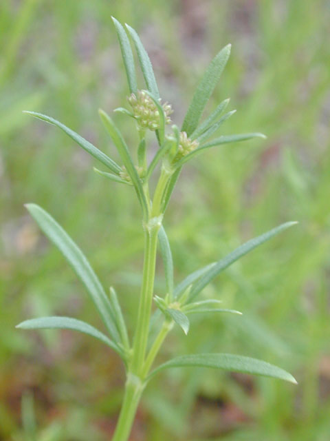 Stenaria nigricans var. nigricans (Diamondflowers) #13680