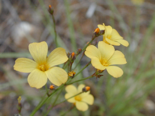 Linum rupestre (Rock flax) #13684