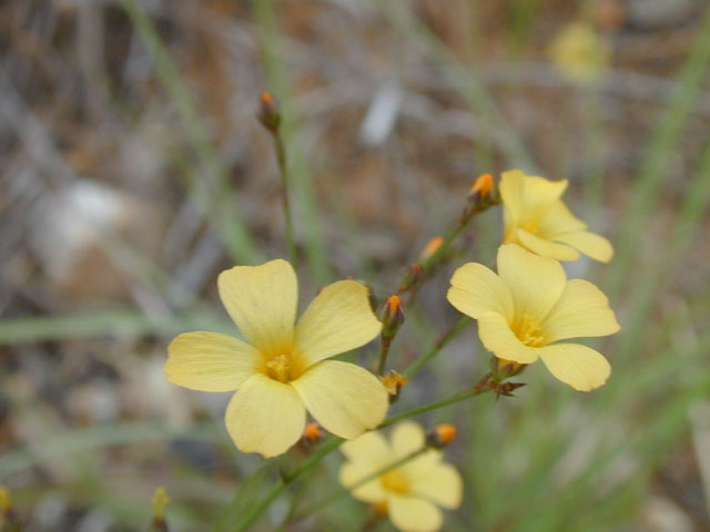 Linum rupestre (Rock flax) #13685