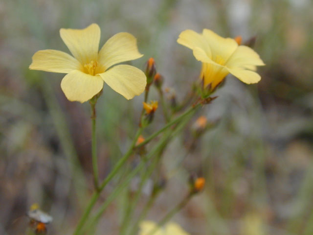 Linum rupestre (Rock flax) #13686