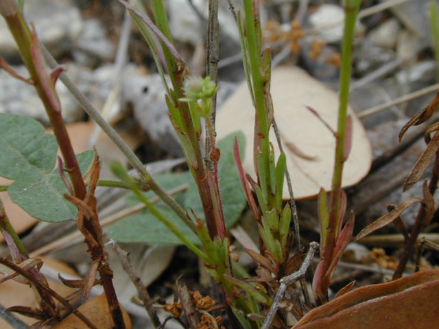 Linum rupestre (Rock flax) #13688