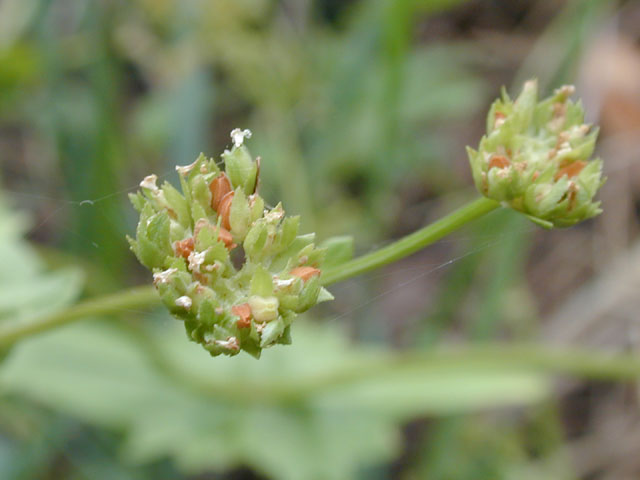 Valerianella radiata (Beaked cornsalad) #13689