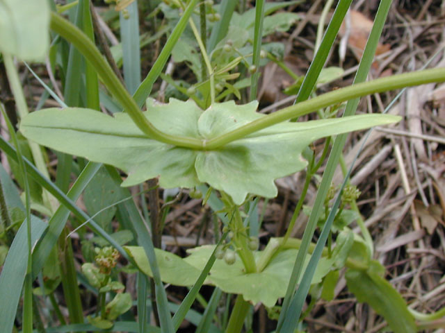 Valerianella radiata (Beaked cornsalad) #13690