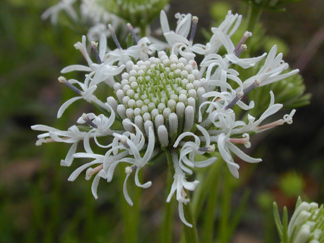 Marshallia caespitosa (Barbara's-buttons) #13695