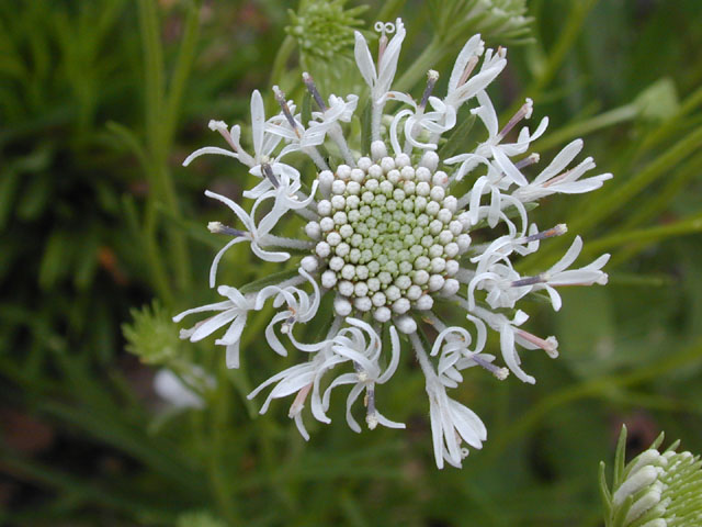 Marshallia caespitosa (Barbara's-buttons) #13697