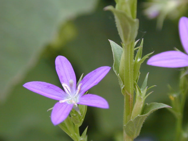 Triodanis biflora (Small venus' looking-glass) #13704