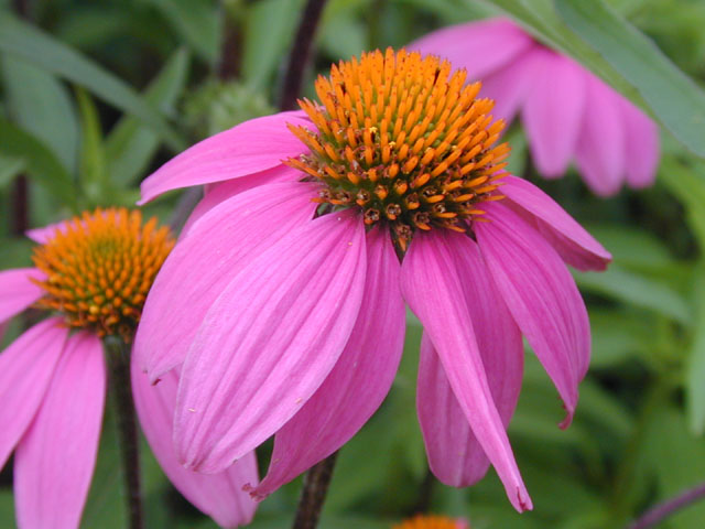 Echinacea purpurea (Eastern purple coneflower) #13709