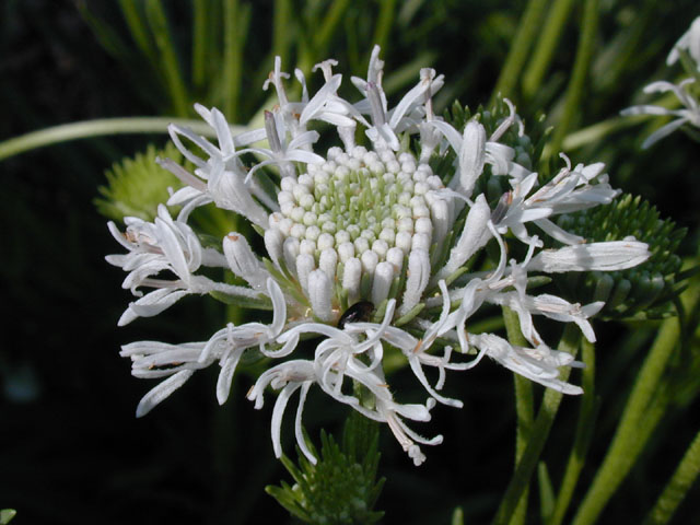 Marshallia caespitosa (Barbara's-buttons) #13727