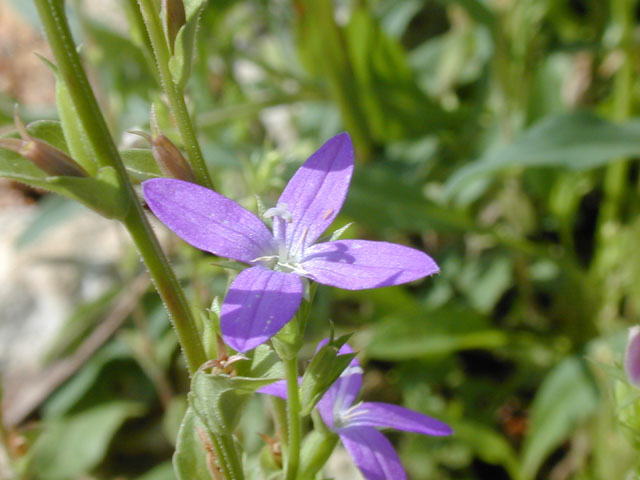 Triodanis biflora (Small venus' looking-glass) #13737