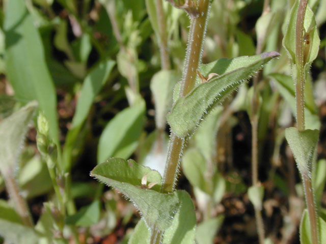 Triodanis biflora (Small venus' looking-glass) #13738