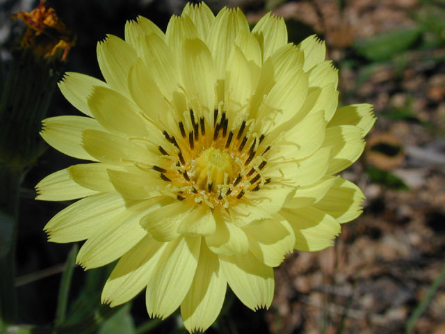 Pyrrhopappus pauciflorus (Smallflower desert-chicory) #13747