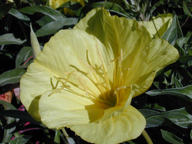 Oenothera macrocarpa ssp. macrocarpa (Bigfruit evening-primrose) #13748