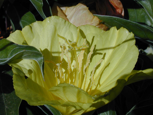 Oenothera macrocarpa ssp. macrocarpa (Bigfruit evening-primrose) #13752