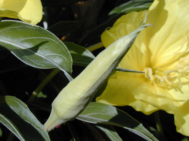 Oenothera macrocarpa ssp. macrocarpa (Bigfruit evening-primrose) #13753