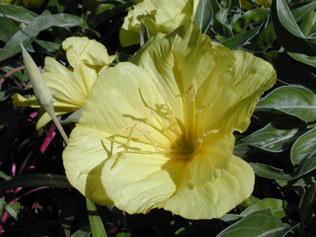 Oenothera macrocarpa ssp. macrocarpa (Bigfruit evening-primrose) #13755