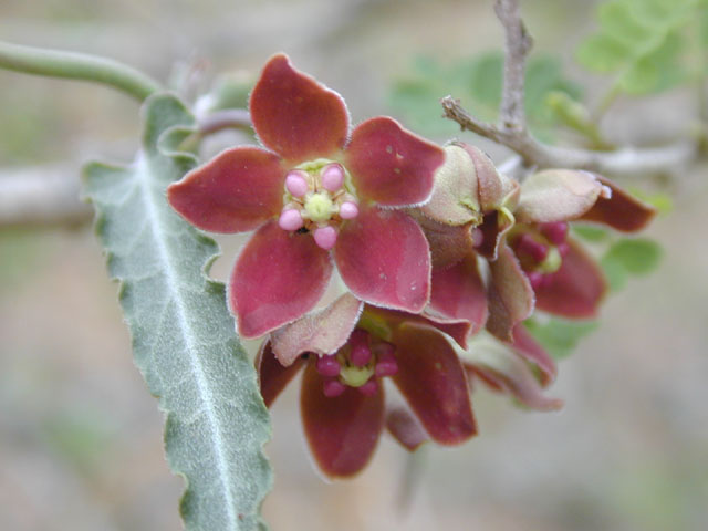 Funastrum crispum (Wavyleaf twinevine) #13803