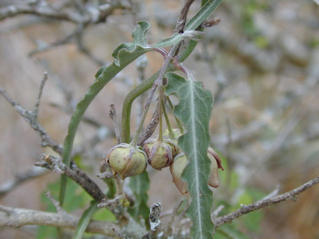 Funastrum crispum (Wavyleaf twinevine) #13804