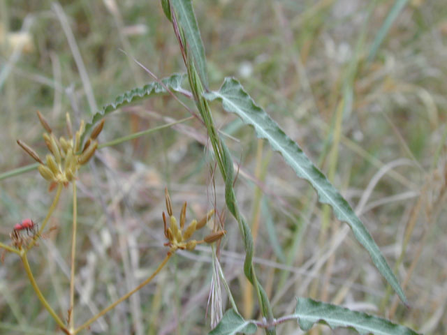 Funastrum crispum (Wavyleaf twinevine) #13807